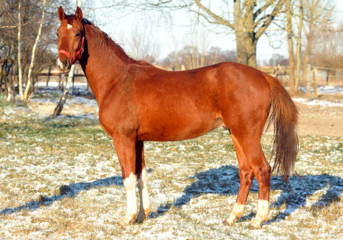  2,5j�hriger Wallach von Fidertanz - Foto: Beate Langels - Trakehner Gest�t H�melschenburg