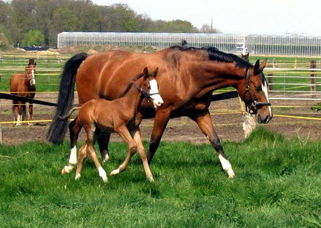 Hengstfohlen von High Motion x Singolo - Freudenfest - Foto: Corinna Gerling