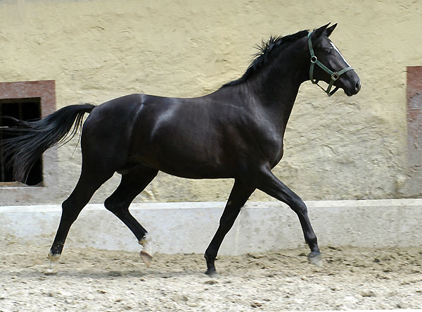 Black Trakehner Colt by Kostolany out of Moosblte by Hohenstein