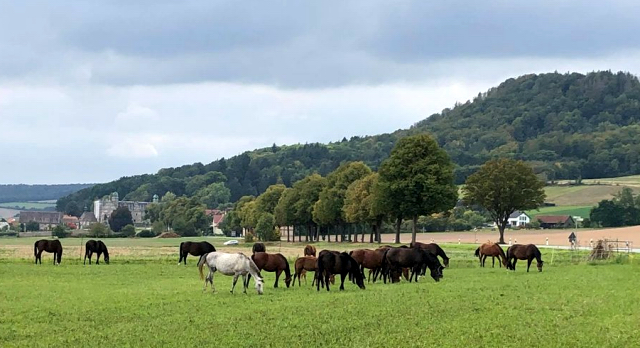 Stuten und Fohlen auf der Feldeide in Hmelschenburg - Foto: Beate Langels - 
Trakehner Gestt Hmelschenburg