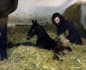 Trakehner colt by Saint Cyr uout of St.Pr.St. Guendalina by Red Patrick xx