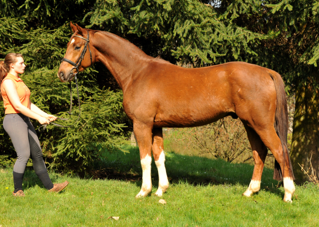  5j�hriger Wallach von Fidertanz - Foto: Richard Langels - Gest�t Sch�plitz