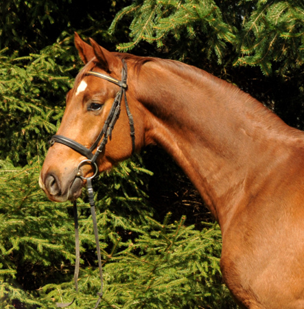  5j�hriger Wallach von Fidertanz - Foto: Richard Langels - Gest�t Sch�plitz