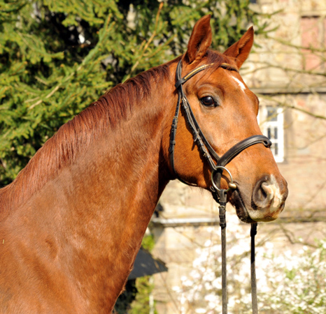  5j�hriger Wallach von Fidertanz - Foto: Richard Langels - Gest�t Sch�plitz