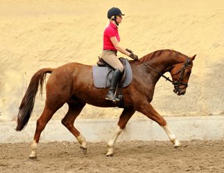  5j�hriger Wallach von Fidertanz - Foto: Richard Langels - Gest�t Sch�plitz