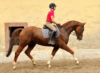  5j�hriger Wallach von Fidertanz - Foto: Richard Langels - Gest�t Sch�plitz