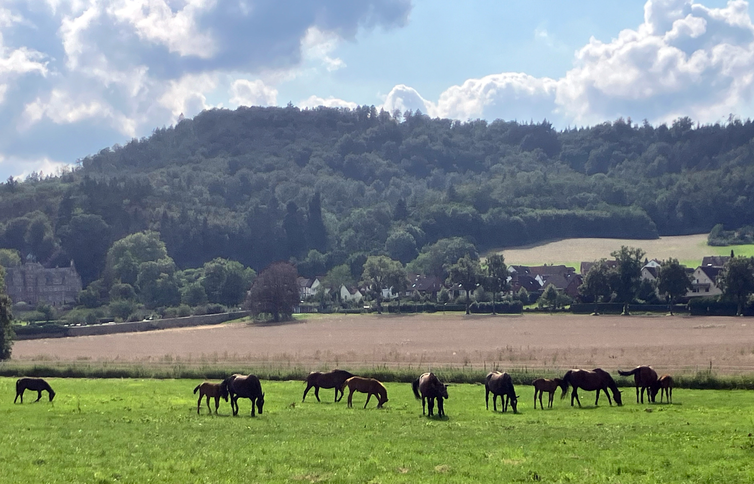Unsere Stuten und Fohlen im August 2024 - Foto: Beate Langels - Trakehner Gest�t H�melschenburg