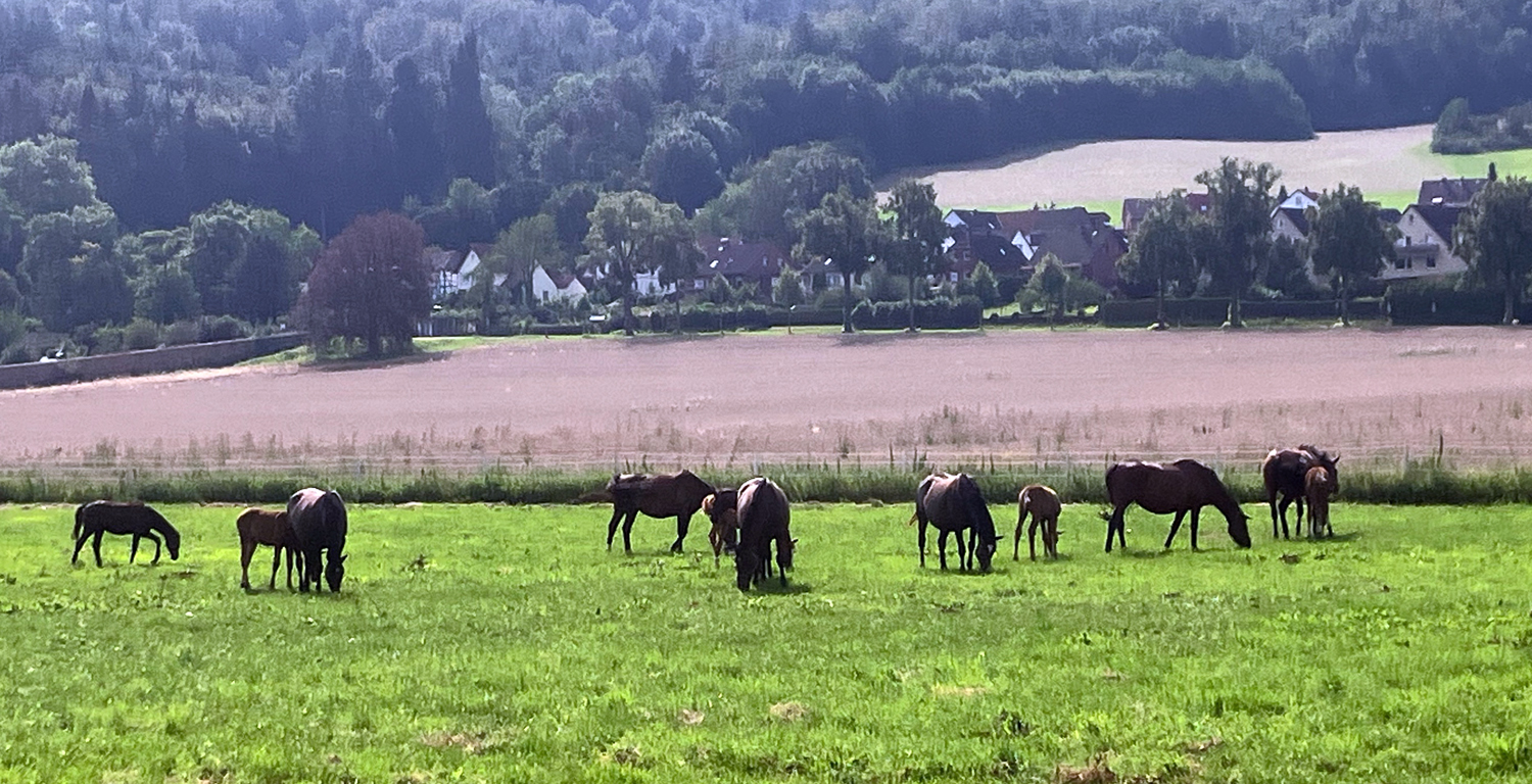 Unsere Stuten und Fohlen im August 2024 - Foto: Beate Langels - Trakehner Gest�t H�melschenburg