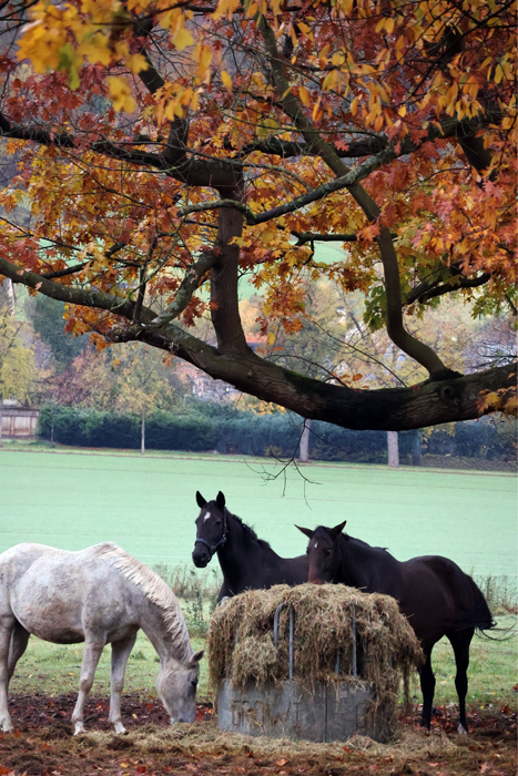 November 2025 - Trakehner Gestt Hmelschenburg - Fotos Sabine Beyers