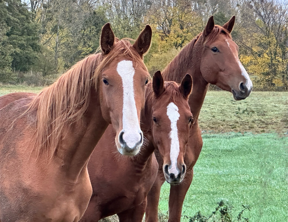 November 2025 - Trakehner Gestt Hmelschenburg - Fotos Sabine Beyer u. Beate Langels