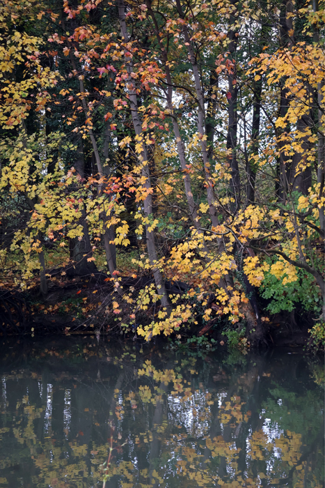 November 2025 - Trakehner Gestt Hmelschenburg - Fotos Sabine Beyer