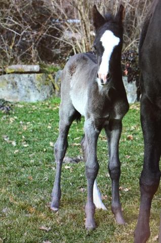 Hengstfohlen  von Blanc Pain u.d. Kendra v. Freudenfest
 - Gestt Schplitz - Foto: Sabine Langels
