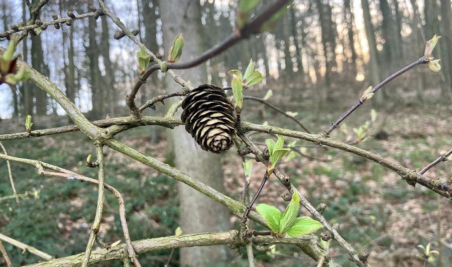 Anfang März Hämelschenburg im März 2025 - Trakehner Gestüt Hämelschenburg