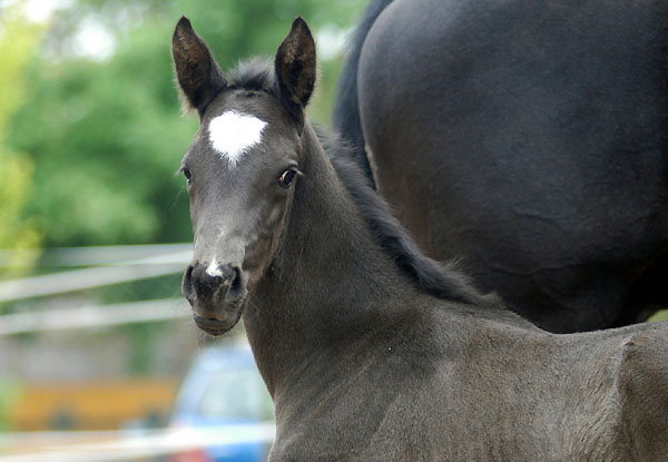 Black Trakehner colt by Shavalou out of Ballerina by Kostolany, Picture Beate Langels, Hmelschenburg