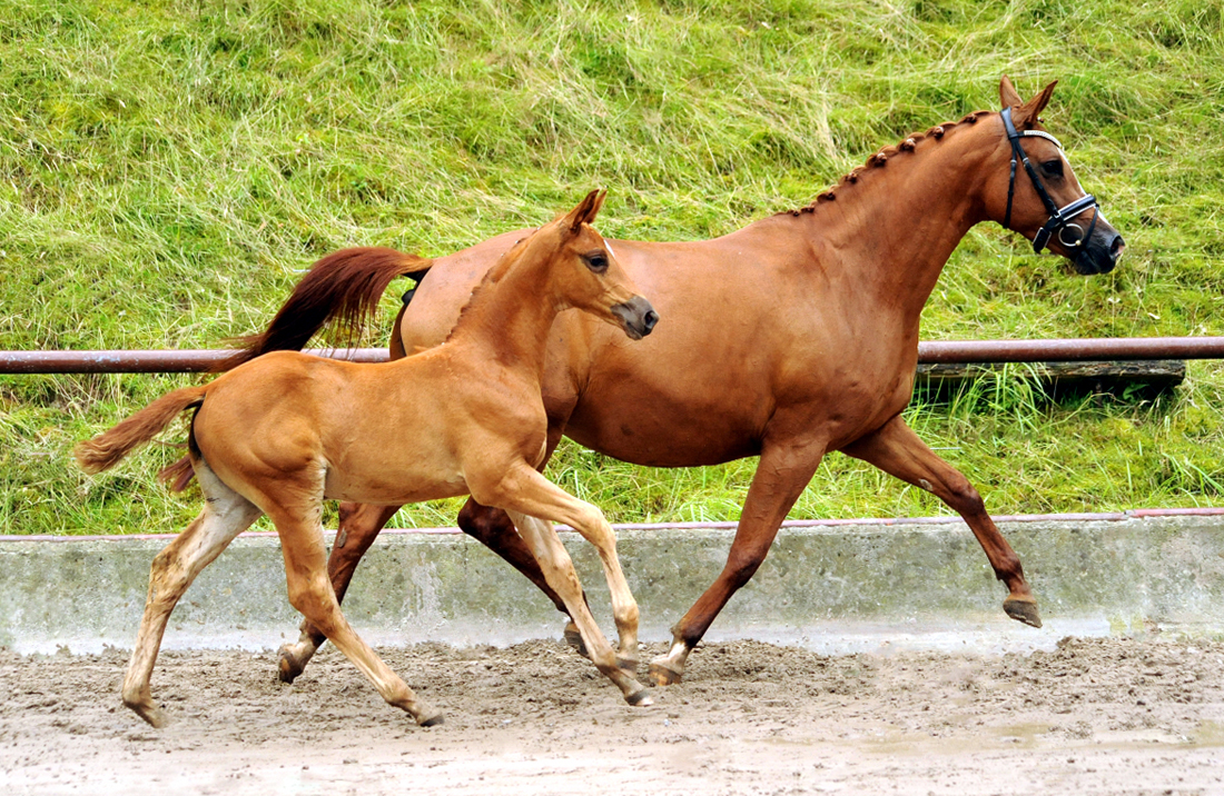 Stutfohlen von His Moment u.d. Pr�mien- u. Staatspr�mienstute Klassic Motion v. High Motion - 
Trakehner Gest�t H�melschenburg - Foto: Langels