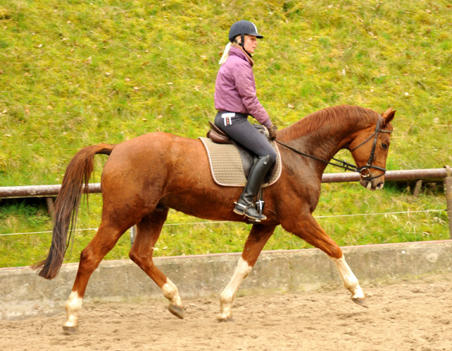 5j�hriger Wallach von Fidertanz - Foto: Richard Langels - Gest�t Sch�plitz