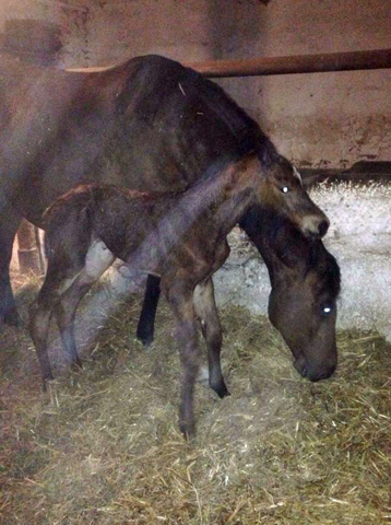 First picture: Filly by High Motion out of Karalina by Exclusiv - im Gestüt Schäplitz - Foto
