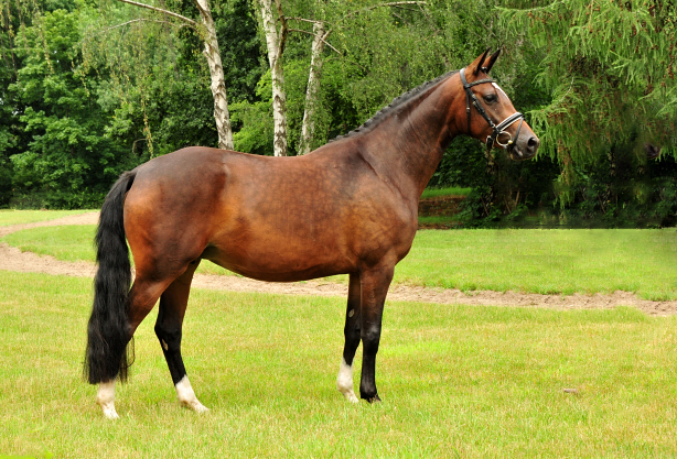 Gabbana von High Motion - Trakehner Gest�t H�melschenburg - Beate Langels