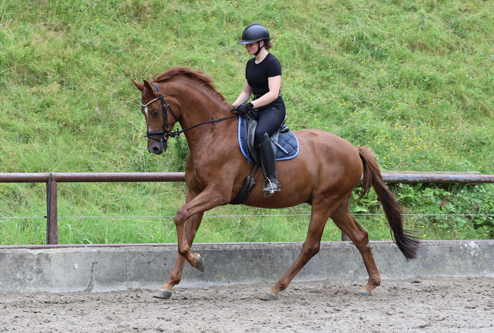 Verhoeven und Sophia - Trakehner Gest�t H�melschenburg - Foto Beate Langels