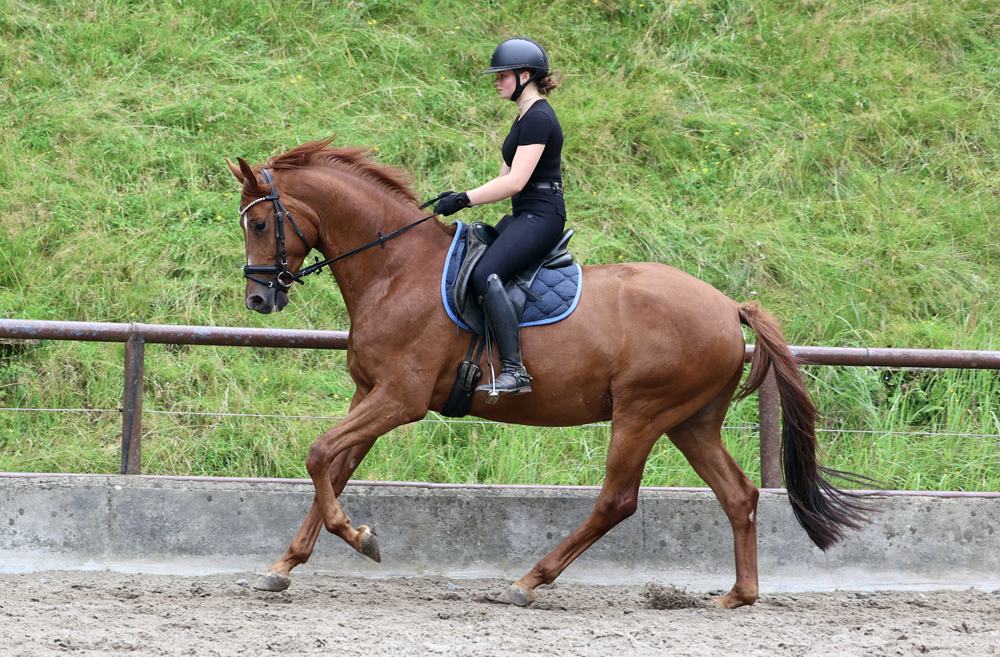 Verhoeven und Sophia - Trakehner Gest�t H�melschenburg - Foto Beate Langels