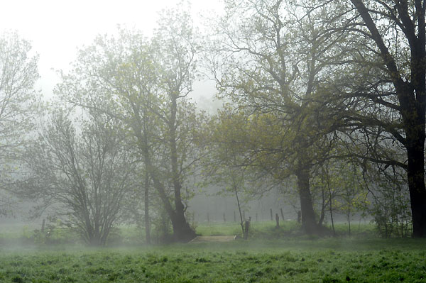 5. Mai 2011 - Foto: Beate Langels - Trakehner Gest�t H�melschenburg