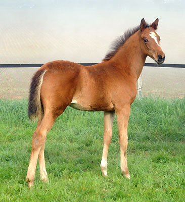 5. Mai 2011 - Foto: Beate Langels - Trakehner Gest�t H�melschenburg
