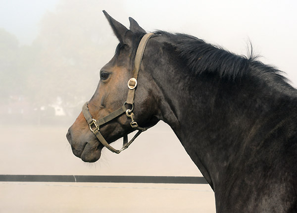 Elitestute Schwalbenspiel v. Exclusiv - 5. Mai 2011 - Foto: Beate Langels - Trakehner Gest�t H�melschenburg