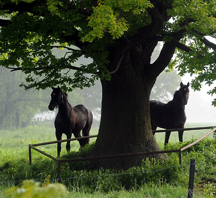 Zweij�hrige Hengste - 5. Mai 2011 - Foto: Beate Langels - Trakehner Gest�t H�melschenburg
