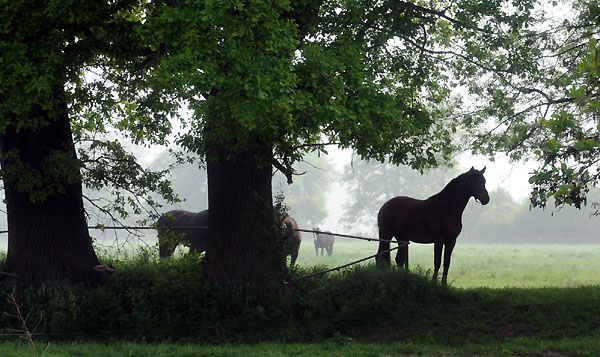 Zweij�hrige Hengste - 5. Mai 2011 - Foto: Beate Langels - Trakehner Gest�t H�melschenburg