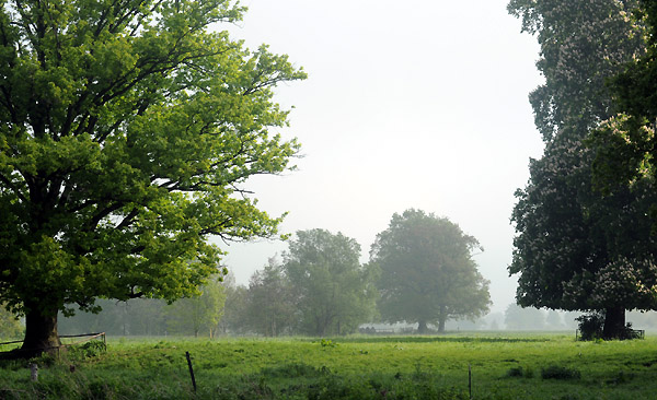Einj�hrige Hengste - 5. Mai 2011 - Foto: Beate Langels - Trakehner Gest�t H�melschenburg