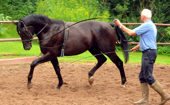 Hengst von  von Songline - Trocadero - Foto: Beate Langels - Trakehner Gest�t H�melschenburg