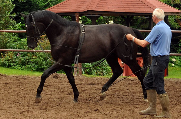 Hengst von  von Songline - Trocadero - Foto: Beate Langels - Trakehner Gest�t H�melschenburg