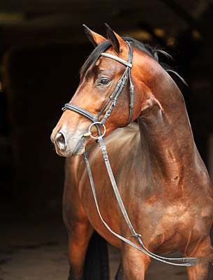 Trakehner Hengst von Grand Passion x Summertime, Trakehner Gest�t H�melschenburg - Beate Langels