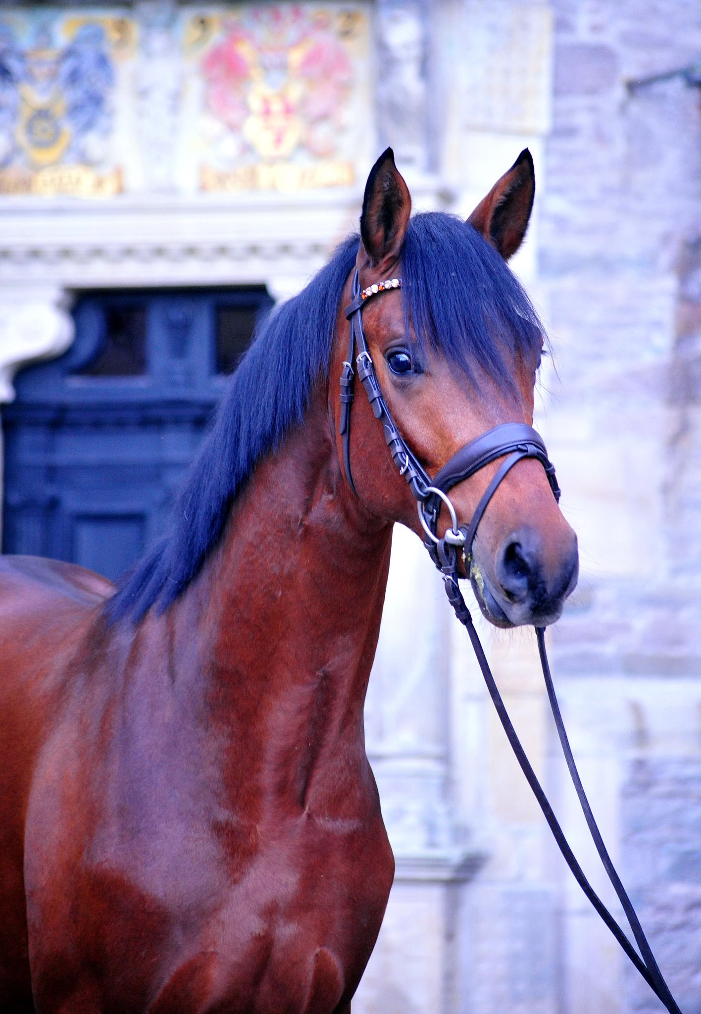 Trakehner Hengst Saitano von Glcksruf u.d. Pr.A. Schwalbe's Beauty v. High Motion x Imperio  - Gestt Hmelschenburg - Beate Langels