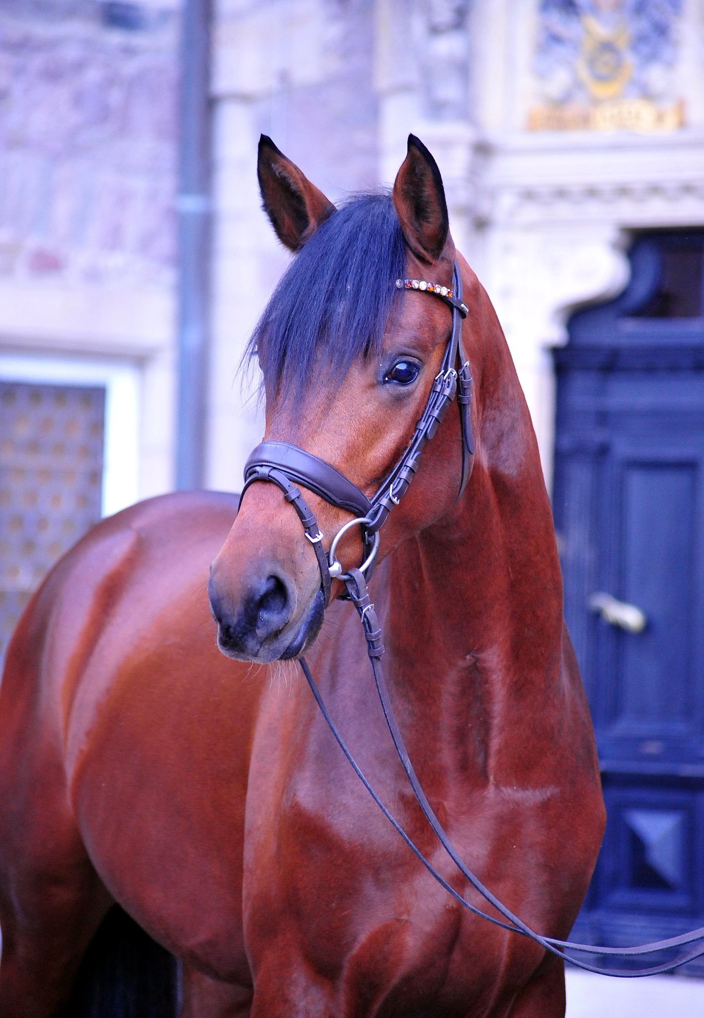 Trakehner Hengst Saitano von Glcksruf u.d. Pr.A. Schwalbe's Beauty v. High Motion x Imperio  - Gestt Hmelschenburg - Beate Langels