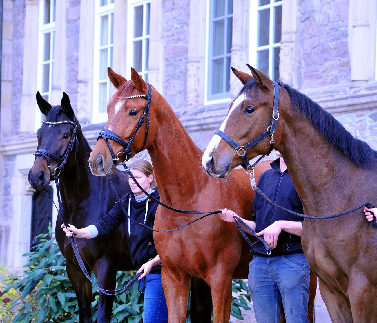 6.11.2025 Valentine's Nachzucht - Trakehner Gestt Hmelschenburg - Foto Beate Langels 