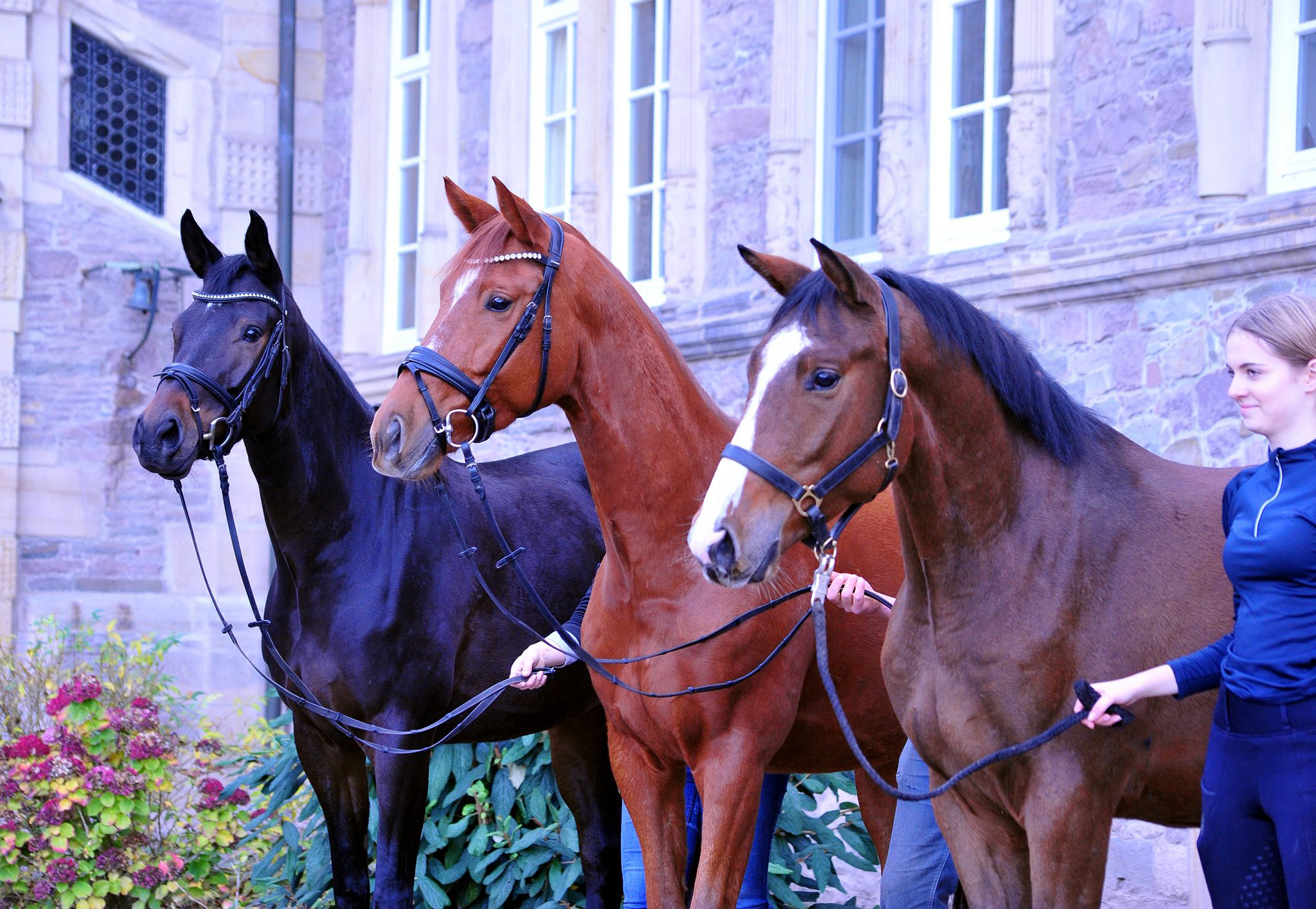 6.11.2025 Valentine's Nachzucht - Trakehner Gestt Hmelschenburg - Foto Beate Langels 