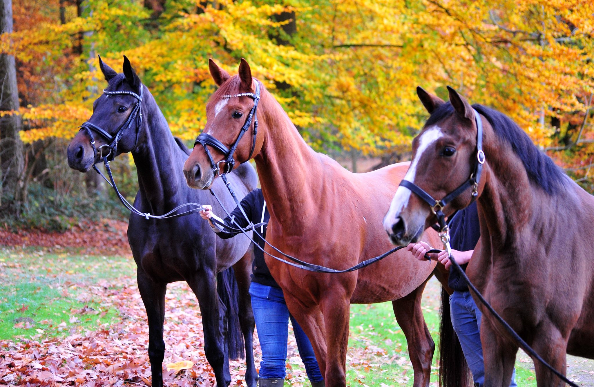 6.11.2025 Valentine's Nachzucht - Trakehner Gestt Hmelschenburg - Foto Beate Langels 