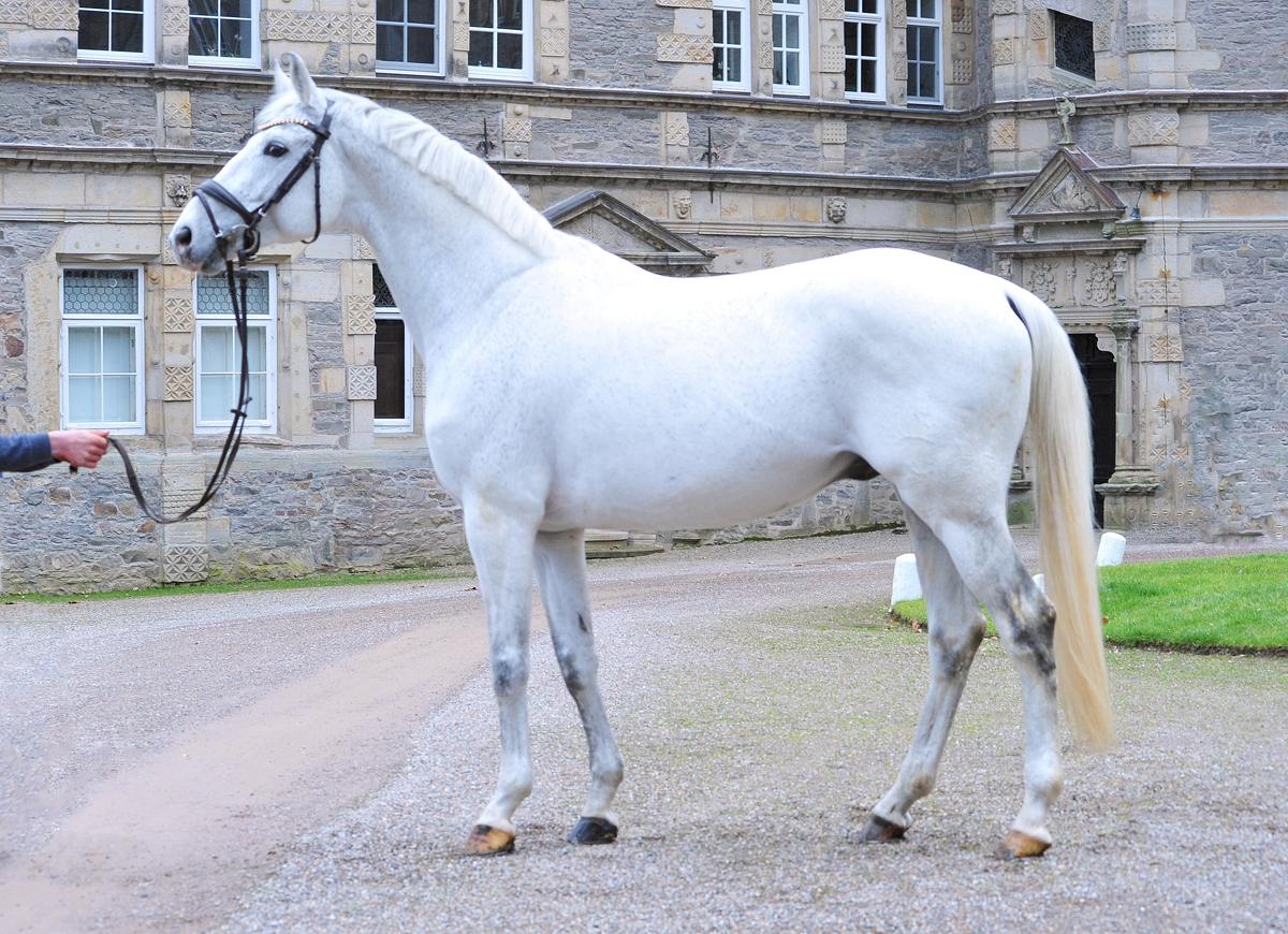 Trakehner Hengst Hopkins - Foto: Beate Langels - Trakehner Gestüt Hämelschenburg