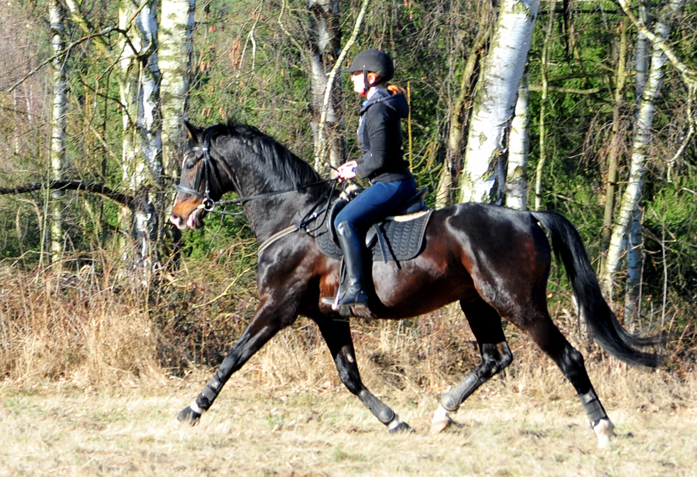Shavalou und Johanna am 6. März Hämelschenburg im März 2025 - Trakehner Gestüt Hämelschenburg