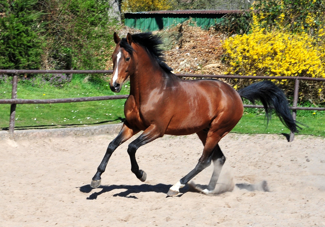 High Motion genie�t den Sonnenschein in H�melschenburg - 6. April 2025 - Trakehner Gest�t H�melschenburg