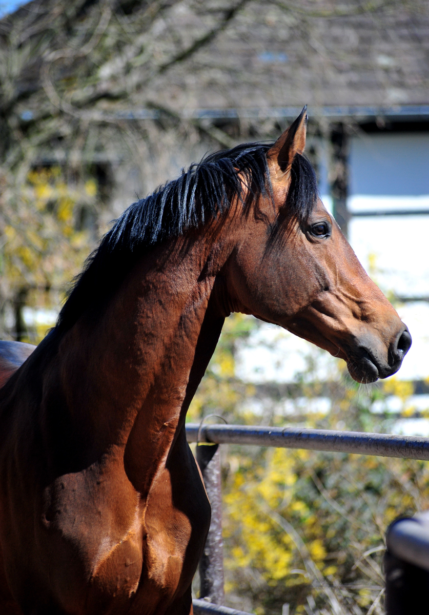 High Motion genie�t den Sonnenschein in H�melschenburg - 6. April 2025 - Trakehner Gest�t H�melschenburg