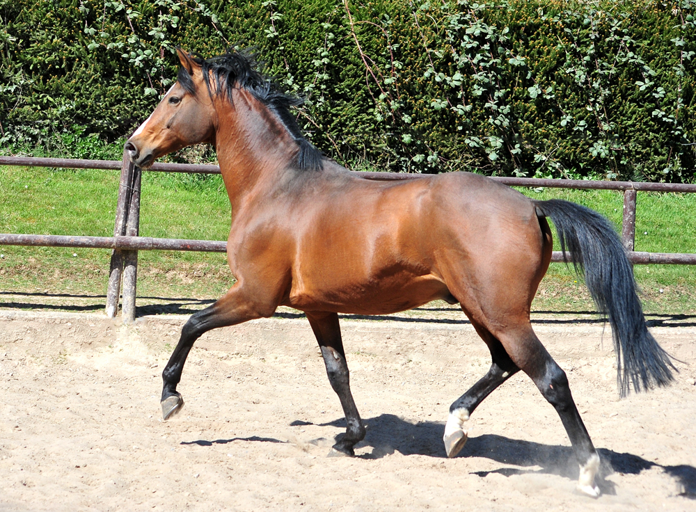 High Motion in H�melschenburg - 6. April 2025 - Trakehner Gest�t H�melschenburg