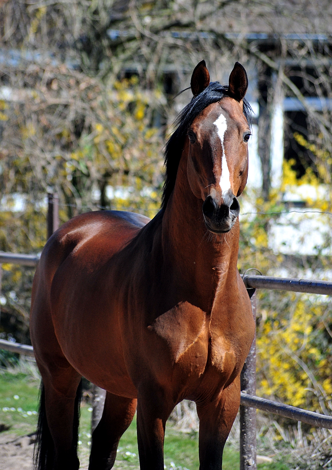 High Motion in H�melschenburg - 6. April 2025 - Trakehner Gest�t H�melschenburg
