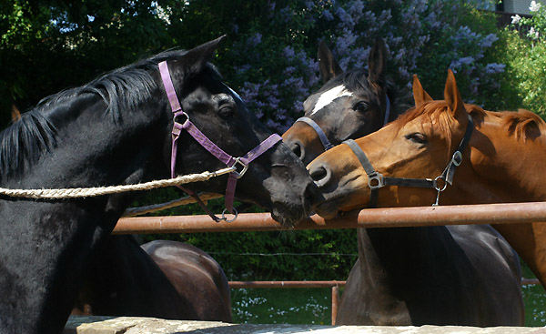 Kostolany und Luisa - 6. Mai 2011 - Foto: Beate Langels - Trakehner Gest�t H�melschenburg