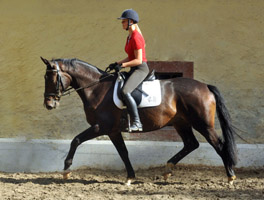 Trakehner Gelding by Kostolany out of Olympia by Le Duc, picture: Beate Langels Gestt Hmelschenburg
