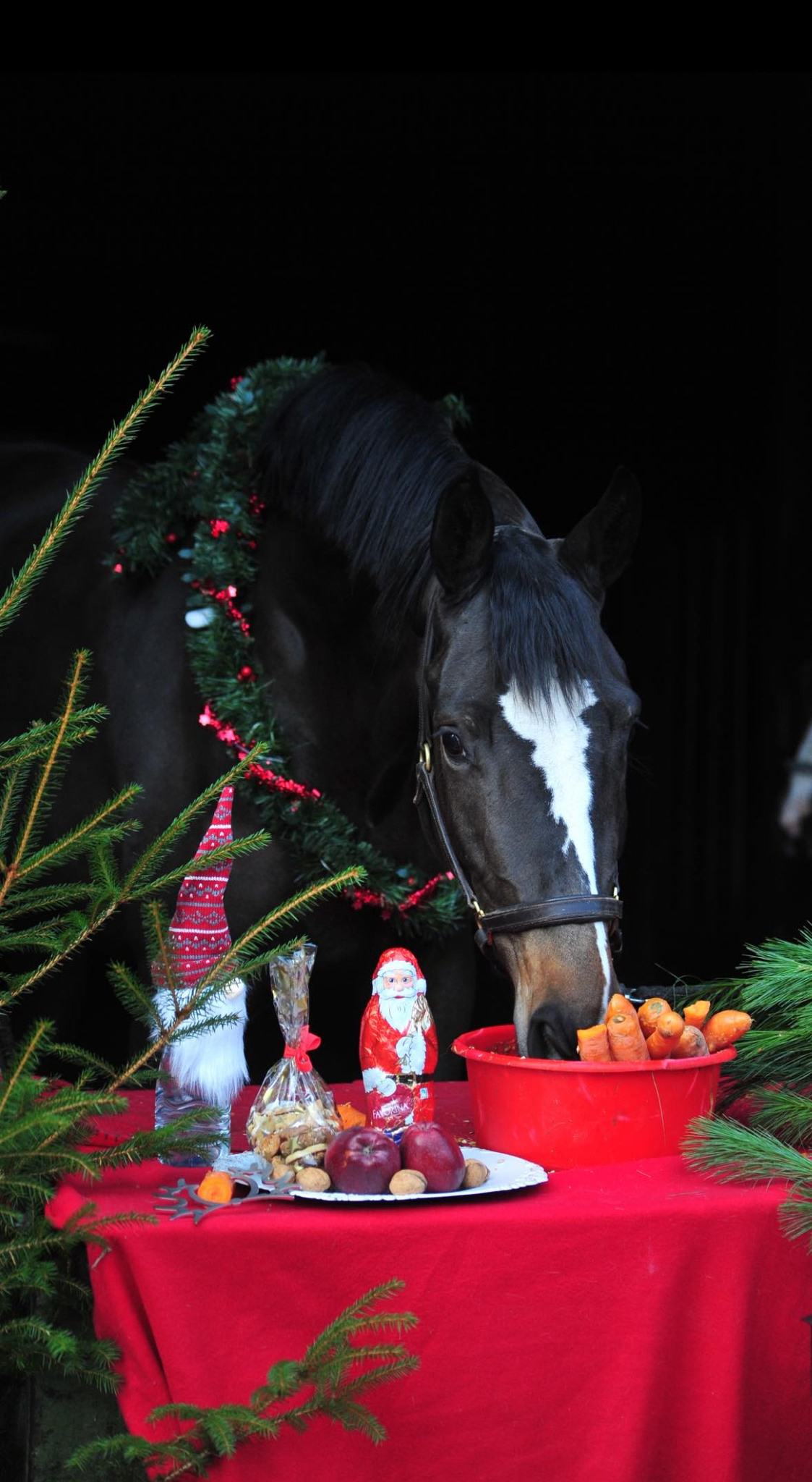 Kaiserin von Rheinglanz u.d. St.Pr.u.Pr.St. Kiss me now v. His Moment u.d. St.Pr.u.Pr.St. Katniss Everdeen v. Saint Cyr - Gestt Hmelschenburg Beate Langels