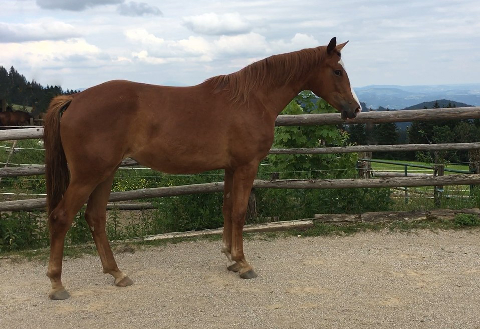 Zweijährige Stute von Zauberdeyk u.d. Prämienstute Klassic Motion v. High Motion - 
Trakehner Gestüt Hämelschenburg - Foto: Schütz