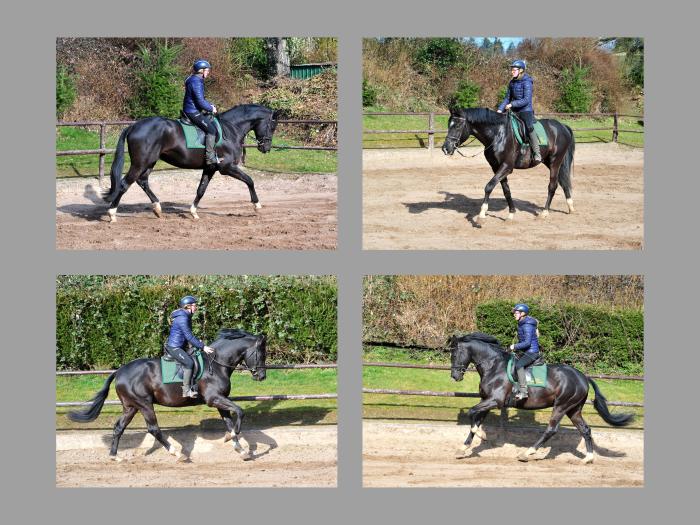 Sutherland leicht angeritten - erste Fotos unterm Reiter - Trakehner Gestüt Hämelschenburg