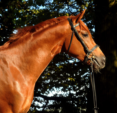 Zweij�hriger Hengst von Chateauneuf x Preu�enprinz - im Oktober 2011 - Foto: Beate Langels - Trakehner Gest�t H�melschenburg